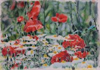 Mohn