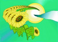 Sonnenblume