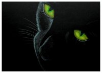 Black Cat