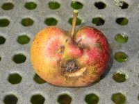 Apfelgesicht 1