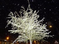 Weihnachtsbaum